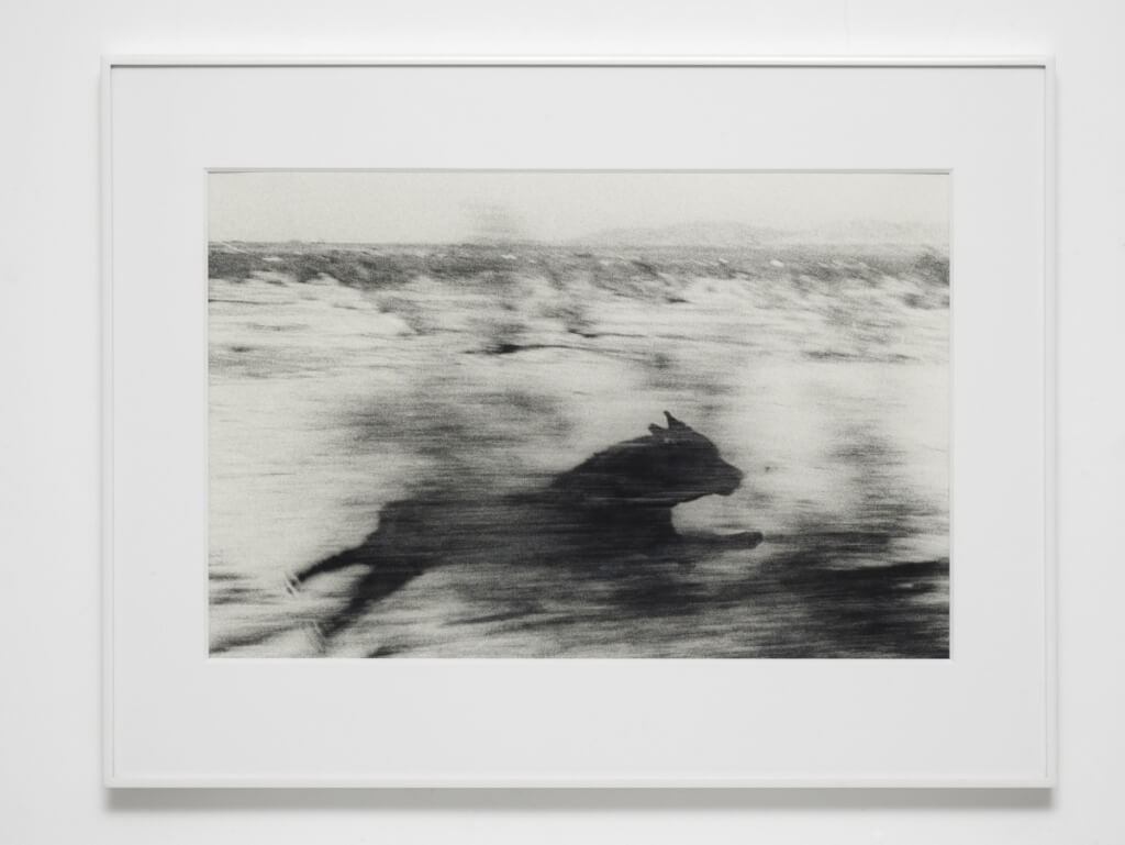 John Divola, Dogs Chasing My Car in the Desert, 1996