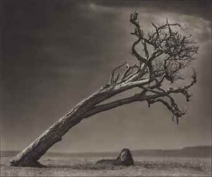 Nick Brandt (b. 1966) Lion Under Leaning Tree, 2008 Archival pigment print. Signed, dated and numbered '14/15' in pencil (margin) image: 38 3/8 x 46 in. (97.4 x 116.7 cm.) sheet: 40 x 47 ½ in. (101.6 x 120.6 cm.)Est: £10,000-15,000 Christies: Photographs, London Auction 20 May 2026