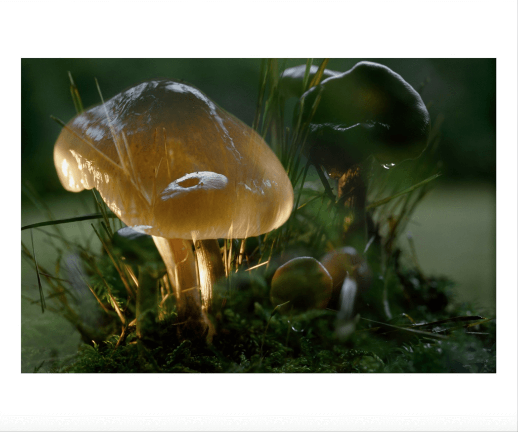Fischli Weiss, Untitled (Mushroom) (2006)