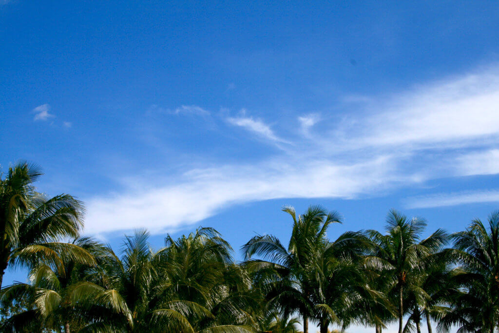 Miami South Beach Palm Trees