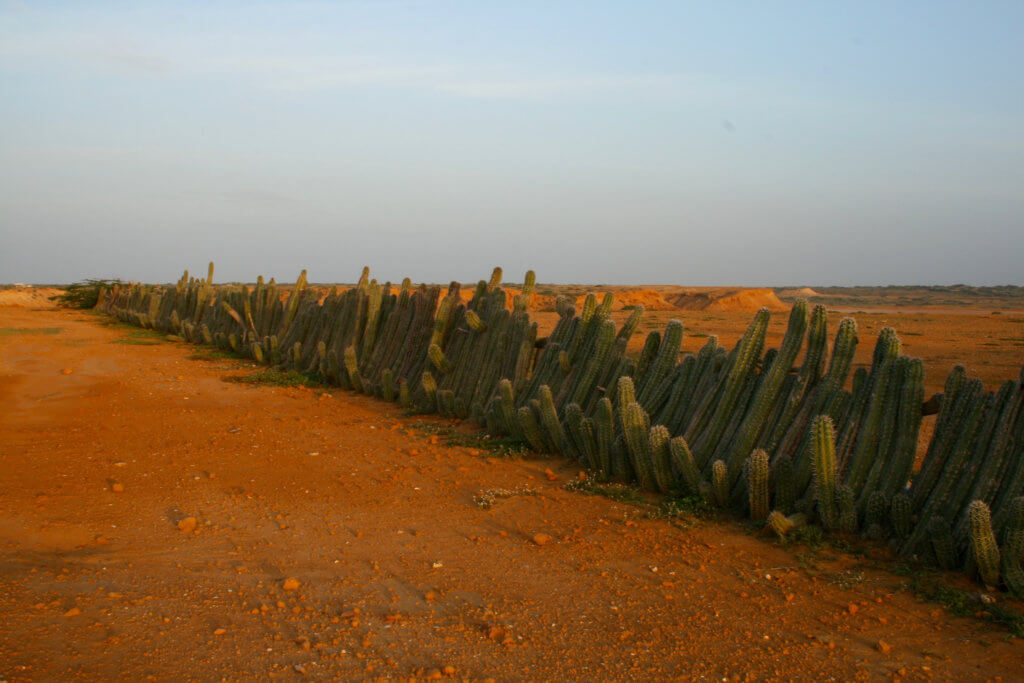Colombia, La Guajira, Desert, Travel Photography, Cacti
