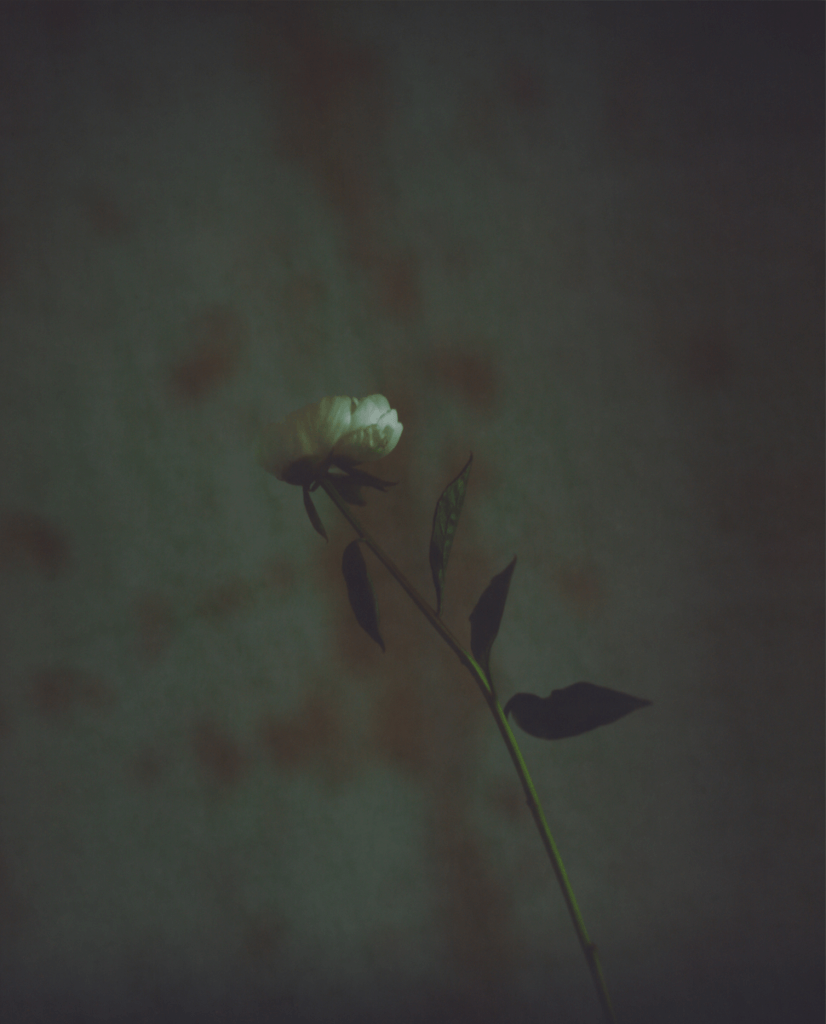 Baud Postma, photography, still life, flower, white rose