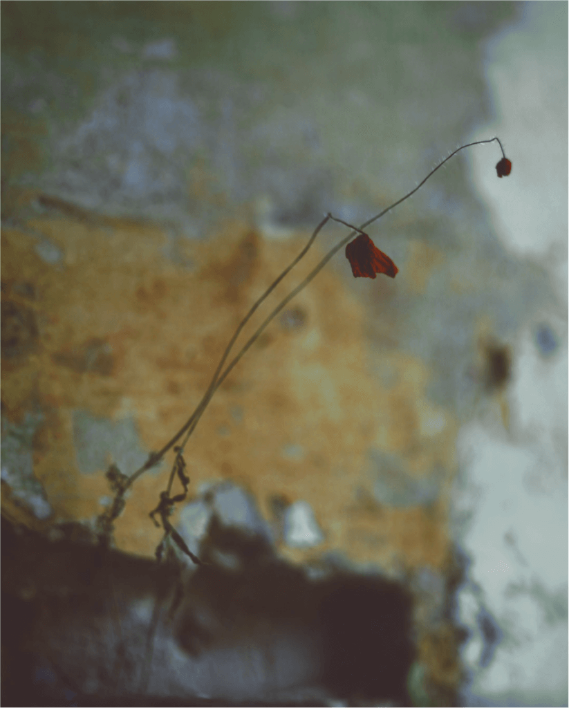 Baud Postma, Pomegranate, Photography, Large Format, Analog, Still Life
